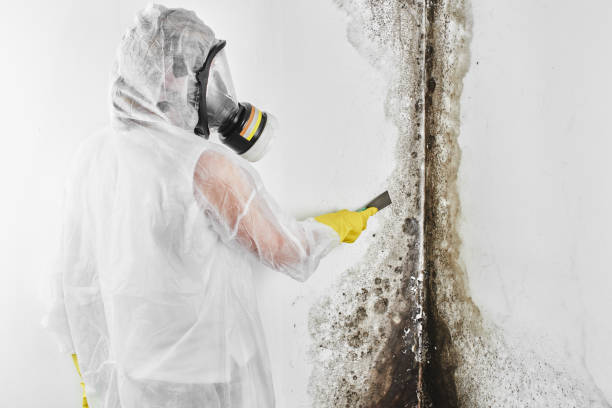 Best Mold Cleaning Services  in Walbridge, OH