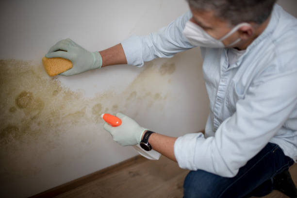 Best Black Mold Removal  in Walbridge, OH