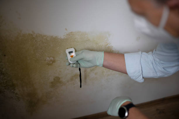 Best Mold Damage Repair  in Walbridge, OH