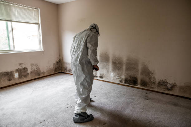Best Crawl Space Mold Removal  in Walbridge, OH