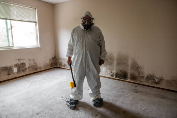 Best Home Mold Removal  in Walbridge, OH