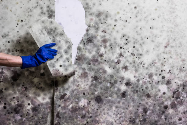 Best Affordable Mold Removal  in Walbridge, OH