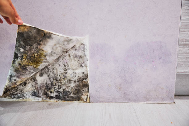 Best Emergency Mold Removal  in Walbridge, OH